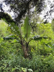Ensete