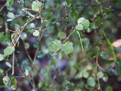 Melicytus micranthus