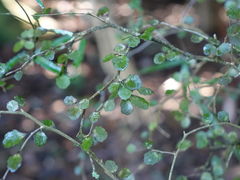 Melicytus micranthus