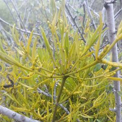 Phoradendron brachystachyum