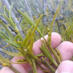 Phoradendron brachystachyum