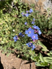 Hackelia velutina