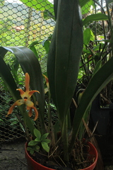 Maxillaria luteograndiflora