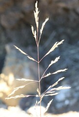 Deschampsia nubigena