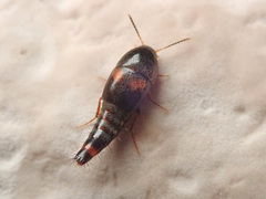 Sepedophilus bipustulatus