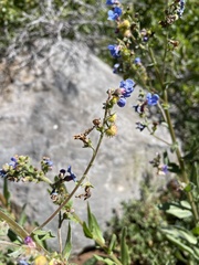 Hackelia velutina