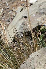 Deschampsia nubigena