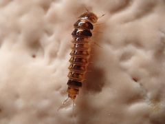 Sepedophilus bipustulatus