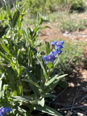 Hackelia velutina