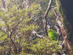 Cyanoramphus auriceps