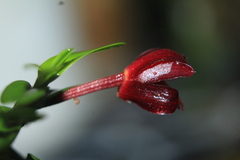 Maxillaria dichaeoides