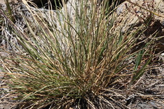 Deschampsia nubigena