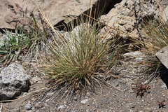 Deschampsia nubigena