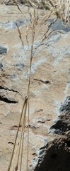 Deschampsia nubigena
