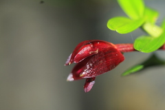 Maxillaria dichaeoides
