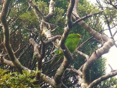 Cyanoramphus auriceps