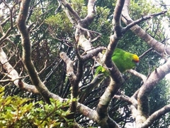 Cyanoramphus auriceps