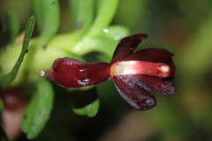 Maxillaria dichaeoides