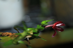 Maxillaria dichaeoides