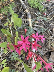 Ipomopsis aggregata bridgesii