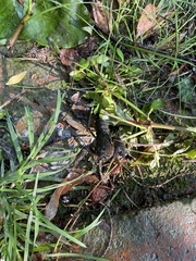 Procambarus gracilis