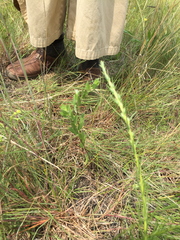 Symphyotrichum sericeum