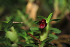 Maxillaria dichaeoides