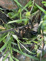 Procambarus gracilis