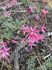 Ipomopsis aggregata bridgesii