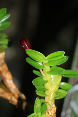 Maxillaria dichaeoides