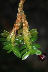 Maxillaria dichaeoides