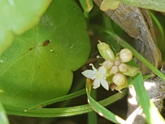 Hydrocotyle vulgaris