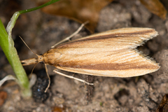 Donacaula mucronella