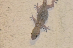 Tarentola mauritanica