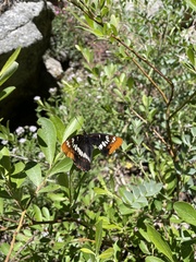 Limenitidini