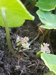 Hydrocotyle vulgaris