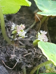 Hydrocotyle vulgaris