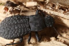 Polypleurus perforatus