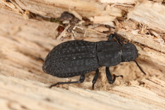 Polypleurus perforatus