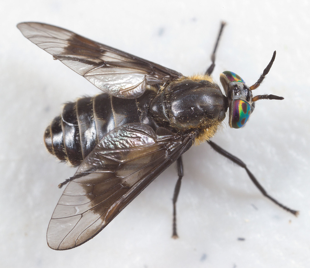 Chrysops sordidus