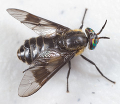 Chrysops sordidus