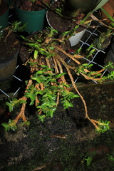 Maxillaria dichaeoides