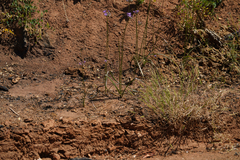 Dichelostemma multiflorum