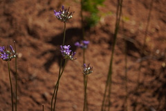 Dichelostemma multiflorum