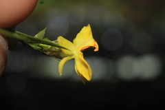 Lockhartia longifolia