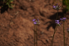Dichelostemma multiflorum