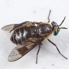 Chrysops sordidus