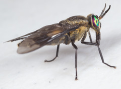 Chrysops sordidus