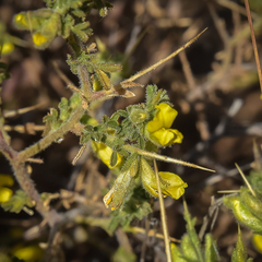 Melolobium microphyllum