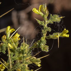 Melolobium microphyllum
